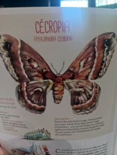Cécropia