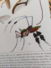 Sabethes cyaneus