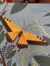 Papillon 