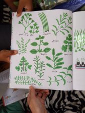 Herbes aromatiques 
