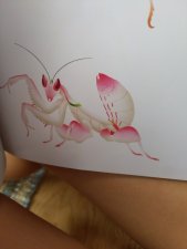 Mante orchidée 