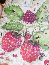 Framboise 