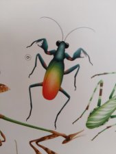 Metallyticus splendidus