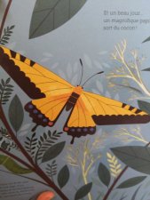 Papillon 