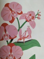La mante orchidée