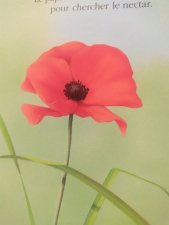 Fleur