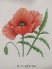 Le coquelicot