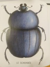 Scarabée
