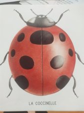 Coccinelle