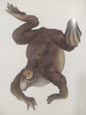 Grenouille