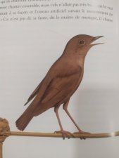 oiseau
