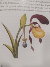 Lady slipper