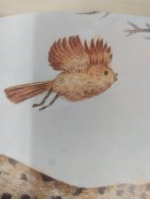 oiseau