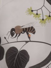 insecte
