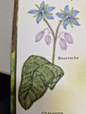 Bourrache