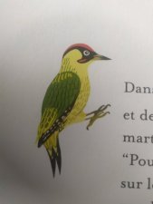 Le pivert