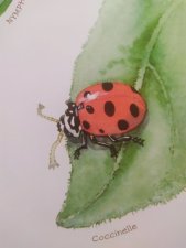 Une coccinelle