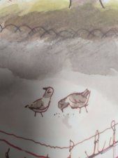 oiseaux