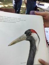 Grue cendré
