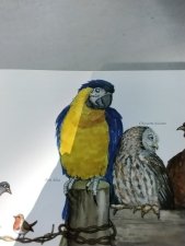 Ara bleu