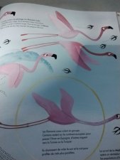 Flamants roses