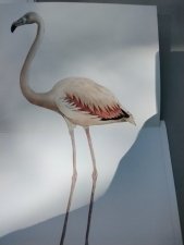 Flamants roses