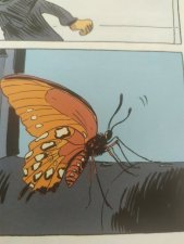Papillon