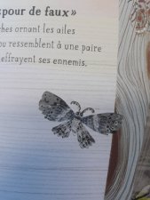 Papillon de nuit