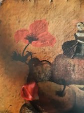 Coquelicot