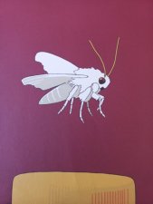 Papillon de nuit bibliothecus