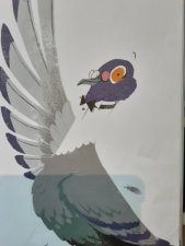 Pigeon