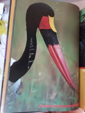 Oiseau d