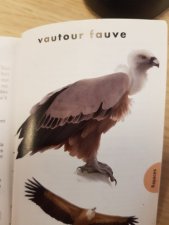Vautour fauve