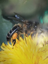 Abeille