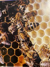 Abeille