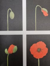 Coquelicot