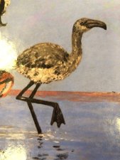 flamant rose