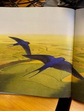 hirondelle
