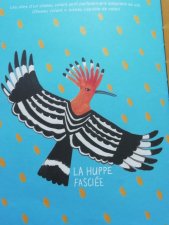 Huppe fasciée