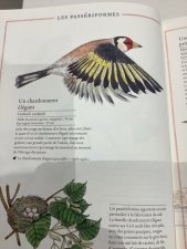 Chardonneret élégant 