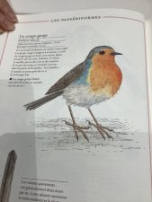 Rouge_gorge 
