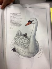 Cygne tubercule 