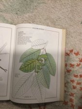 La phyllie