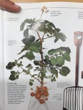 La pomme de terre