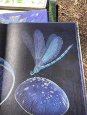 Demoiselle d