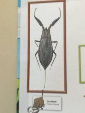 Insectes