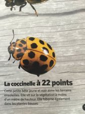 Coléoptères 