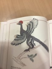 Anchiornis huxleyi