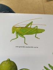 Grande sauterelle verte
