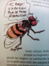 Syrphe
